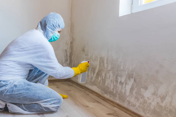Licensed Basement Mold Remediation service in Auburndale, FL - WQB Mold Removal