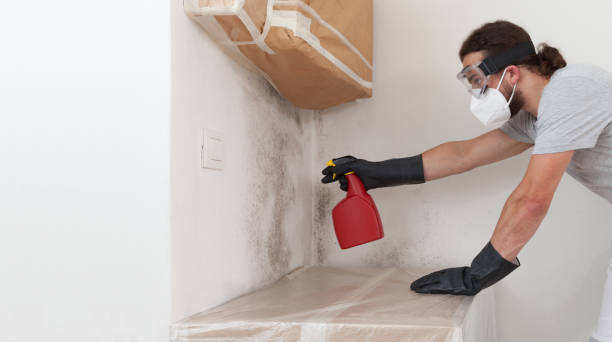 Professional Basement Mold Remediation technician working in Auburndale, FL